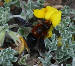 Megachile sicula