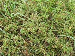 Amaranthus muricatus