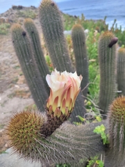 Trichocereus chiloensis