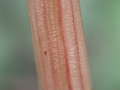 Amaranthus muricatus