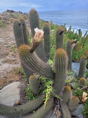 Trichocereus chiloensis