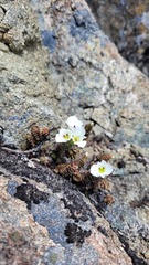 Veronica spectabilis