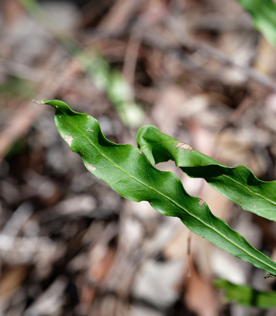 Conospermum longifolium - Wikipedia