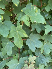 Acer pseudoplatanus