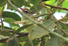 Vireo leucophrys