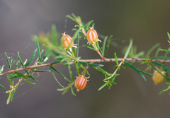 Micrantheum ericoides