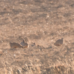 Pterocles orientalis