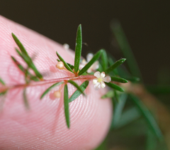 Micrantheum ericoides