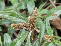 Amaranthus muricatus