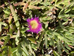 Carpobrotus chilensis