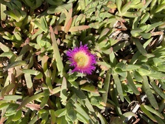Carpobrotus chilensis