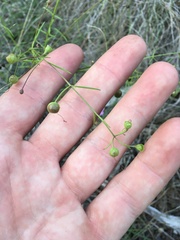 Agalinis edwardsiana