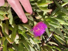 Carpobrotus chilensis