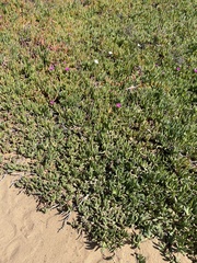 Carpobrotus chilensis