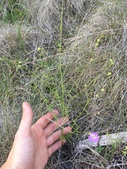 Agalinis edwardsiana