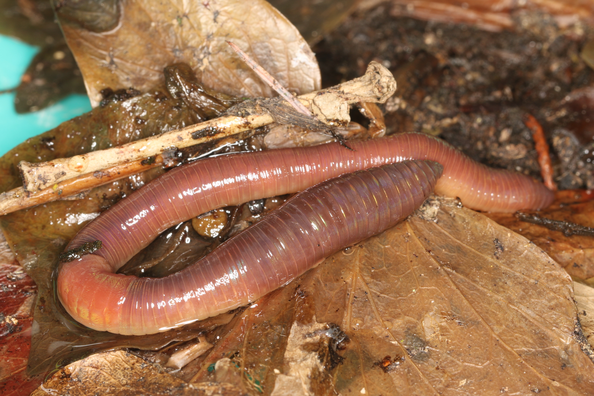 Common Earthworm (Lumbricus terrestris) · iNaturalist