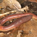 Common Earthworm - Photo (c) Donald Hobern, some rights reserved (CC BY)