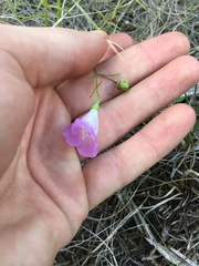 Agalinis edwardsiana