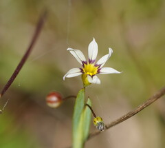 Sisyrinchium rosulatum