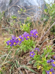 Solanum pinnatum
