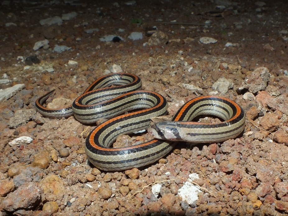 Eight-Striped Kukri Snake