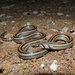 (Eight-) Striped Kukri Snake - Photo (c) btjaturadi, some rights reserved (CC BY-NC), uploaded by btjaturadi