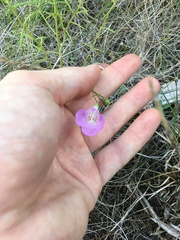 Agalinis edwardsiana