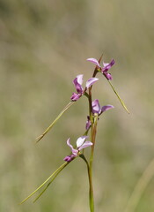 Diuris punctata