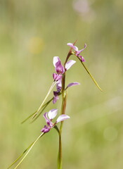 Diuris punctata