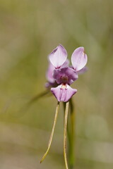 Diuris punctata