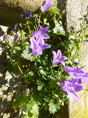 Campanula poscharskyana
