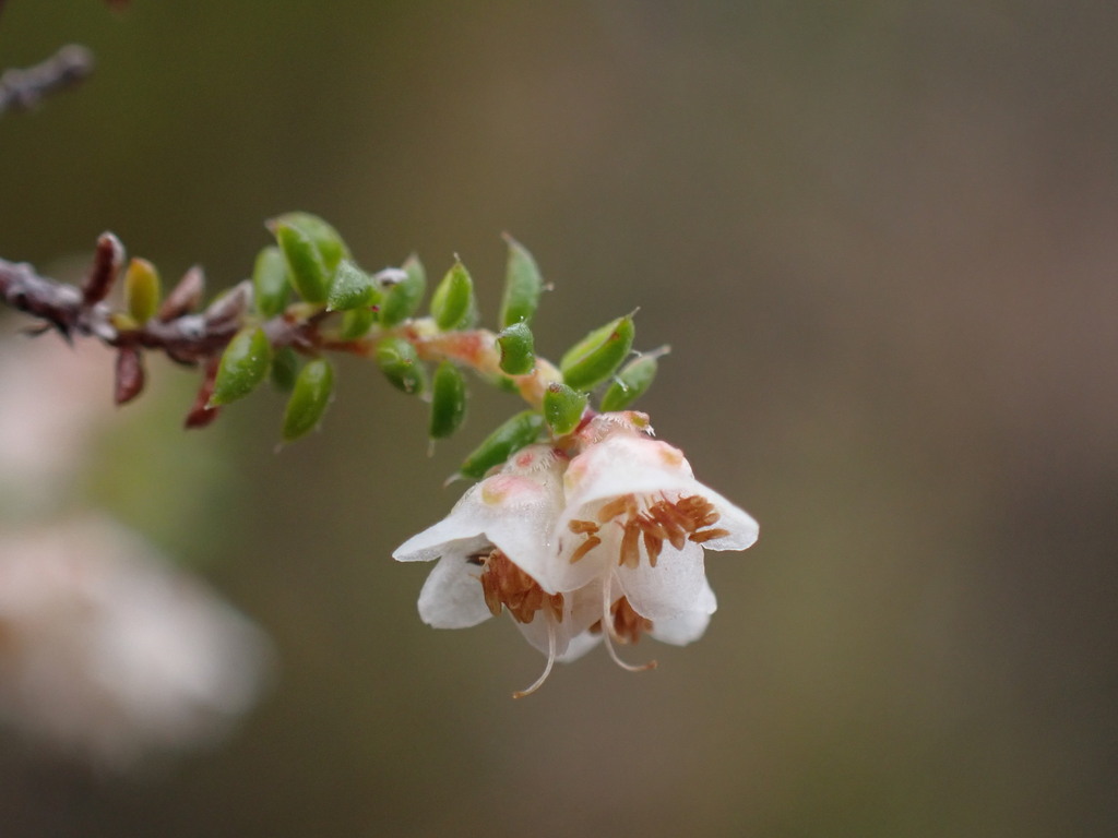Erica curvistyla