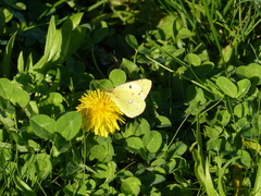 Colias croceus