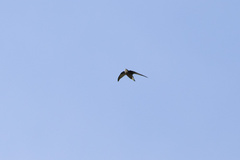 Hirundapus caudacutus