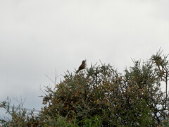Tarphonomus certhioides