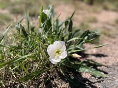 Oenothera cespitosa