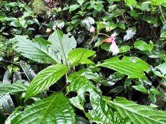 Impatiens flanaganiae