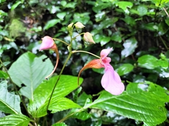 Impatiens flanaganiae