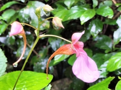 Impatiens flanaganiae