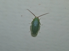 Panchlora