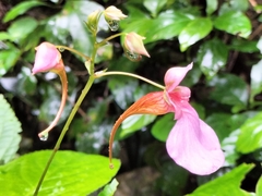 Impatiens flanaganiae