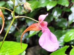 Impatiens flanaganiae