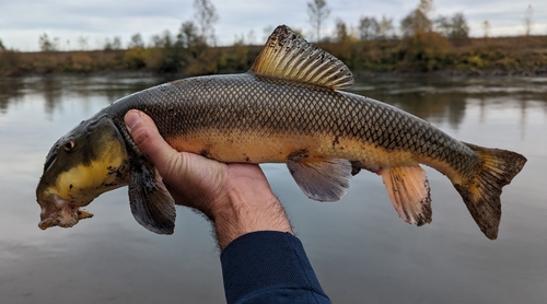 Coarsescale sucker (Catostomus macrocheilus) — Catostomidae — 2
