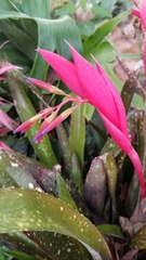 Billbergia