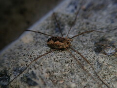 Phalangium opilio