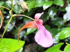 Impatiens flanaganiae