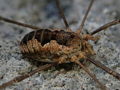 Phalangium opilio
