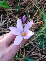 Crocus serotinus