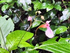 Impatiens flanaganiae