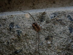 Phalangium opilio